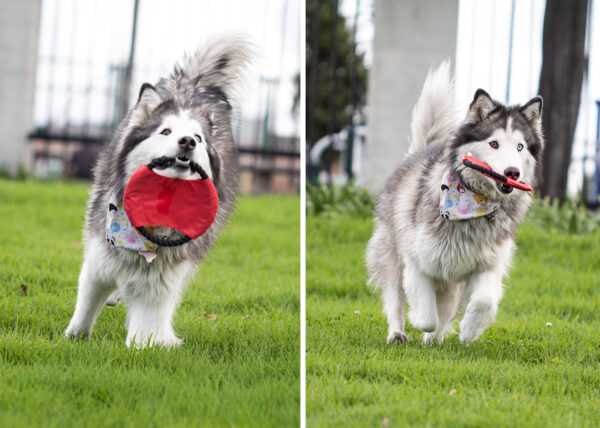 HO0396 Frisby para Mascotas Hachiko - Imagen 3